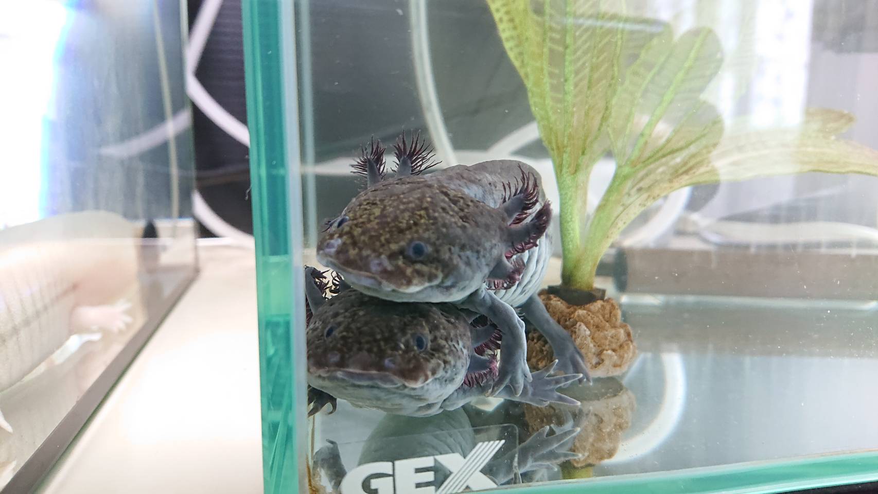 五条さとこのロゴ