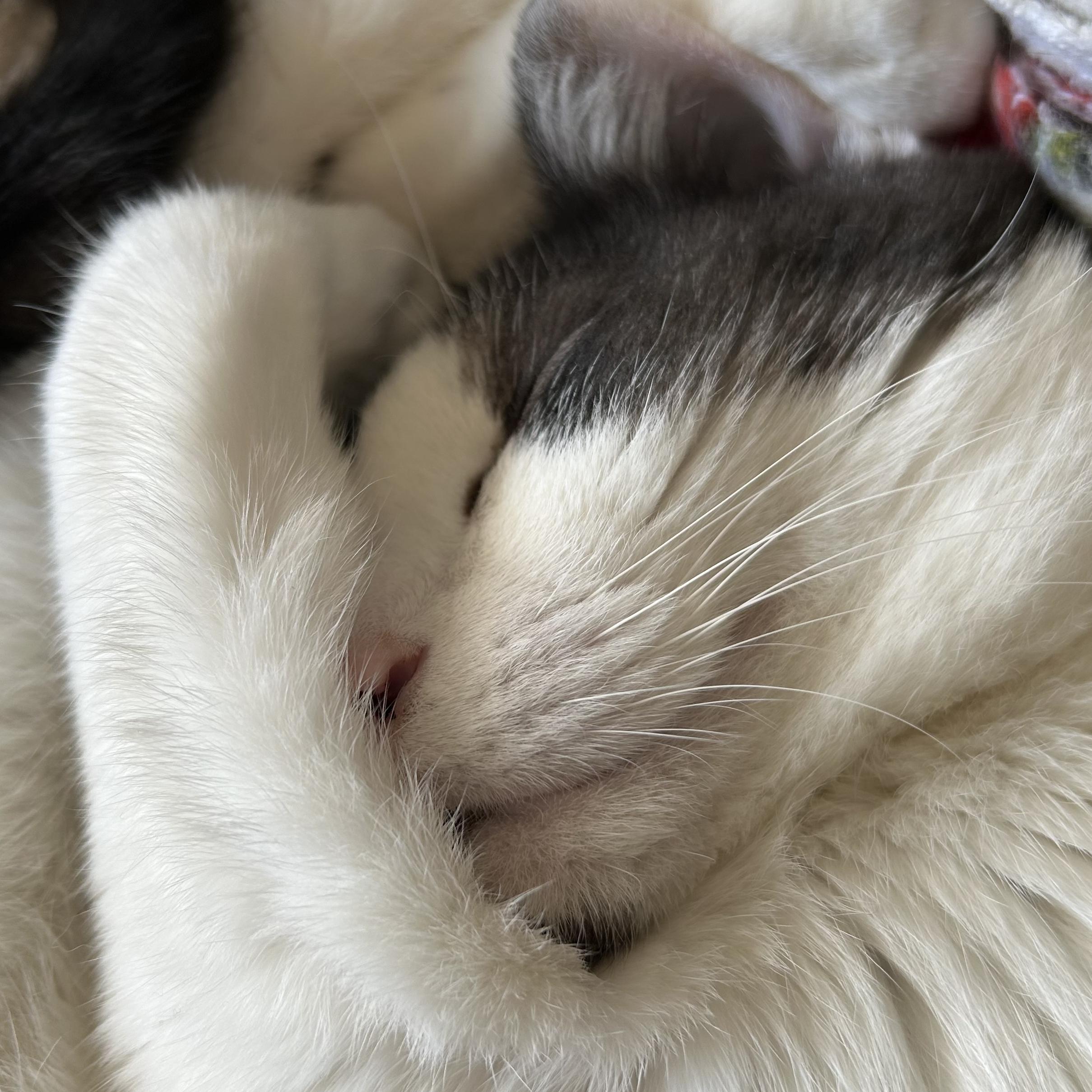 ピオーネのロゴ