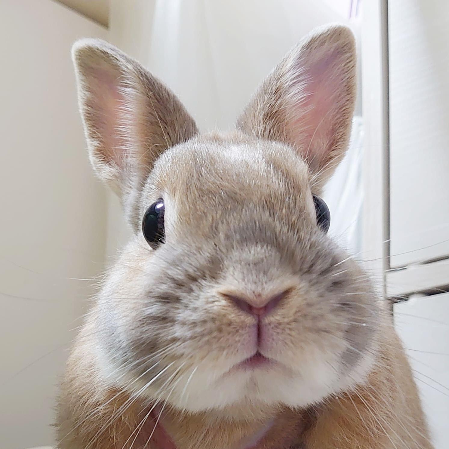 梅子のロゴ