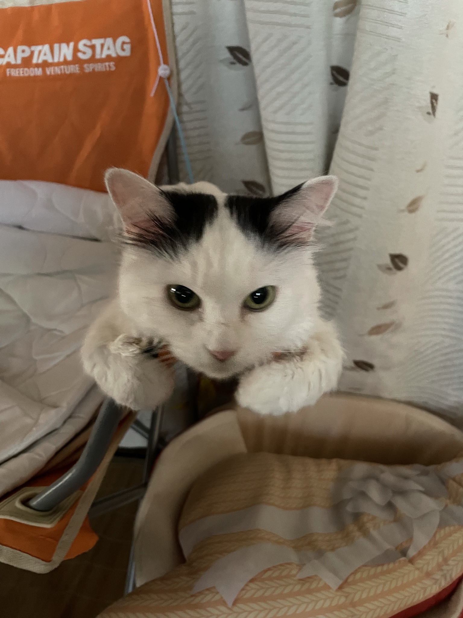 はなにゃんのロゴ